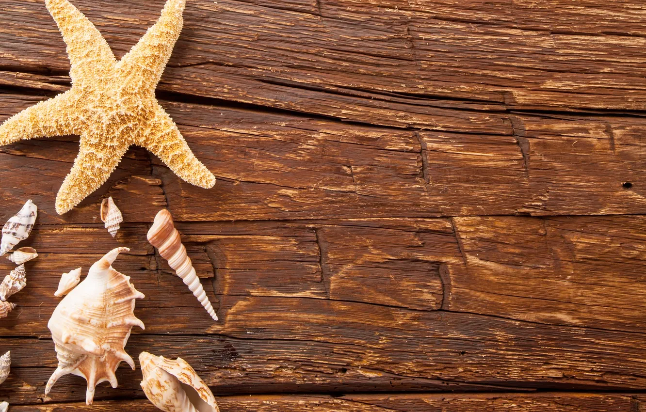 Photo wallpaper Board, shell, starfish