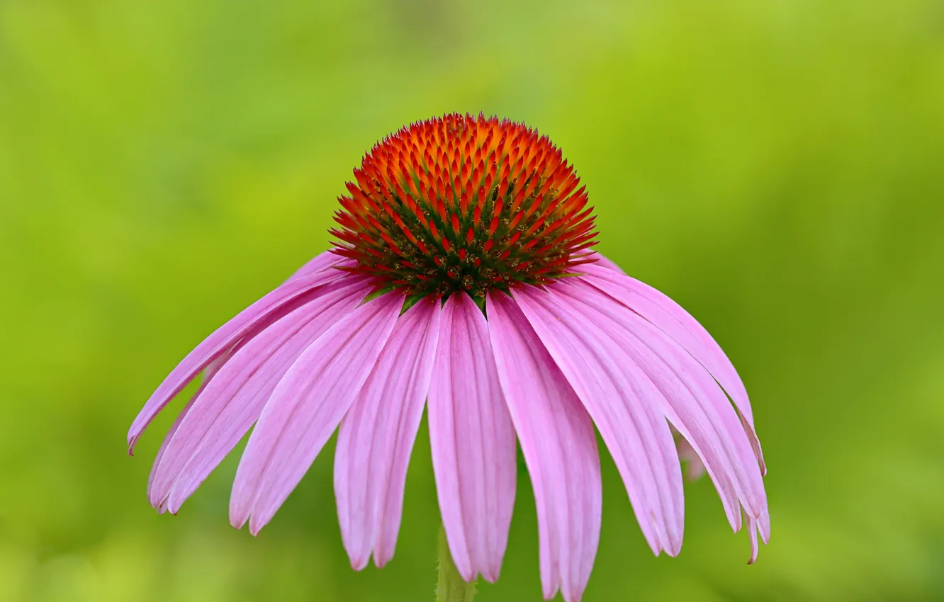 Photo wallpaper macro, petals, Echinacea