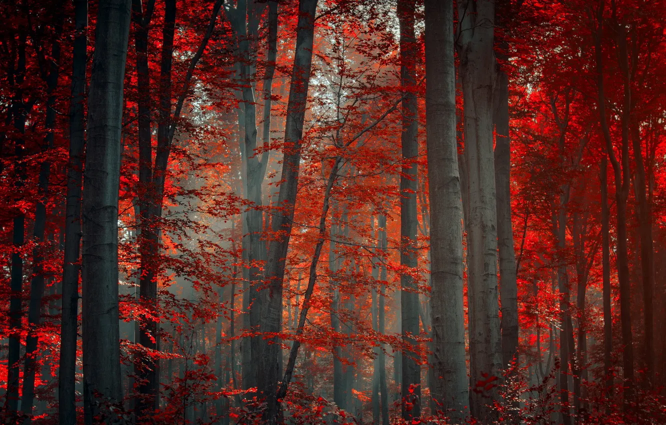 Photo wallpaper forest, trees, nature