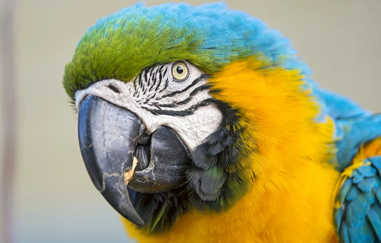 Photo wallpaper bird, parrot, Ara, ©Tambako The Jaguar