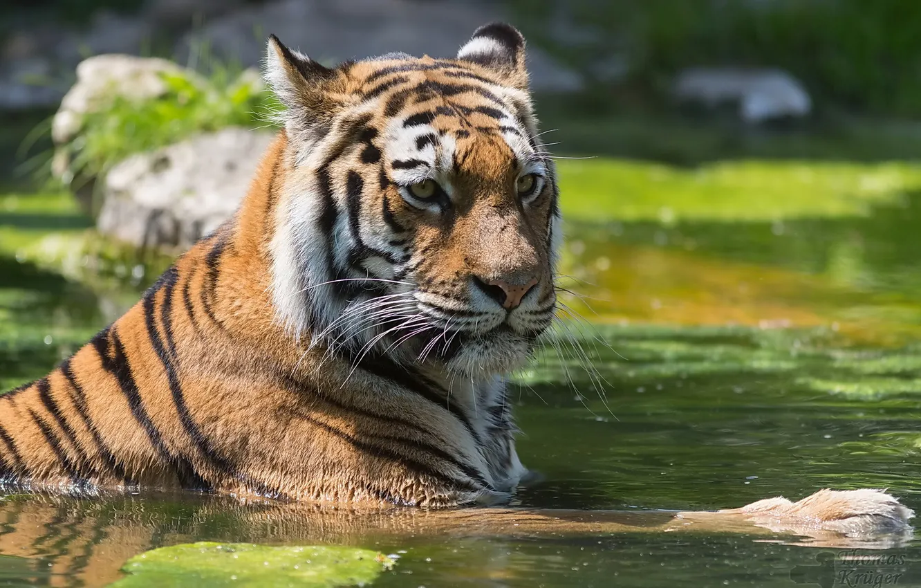 Photo wallpaper water, tiger, pond, stay, bathing, tiger