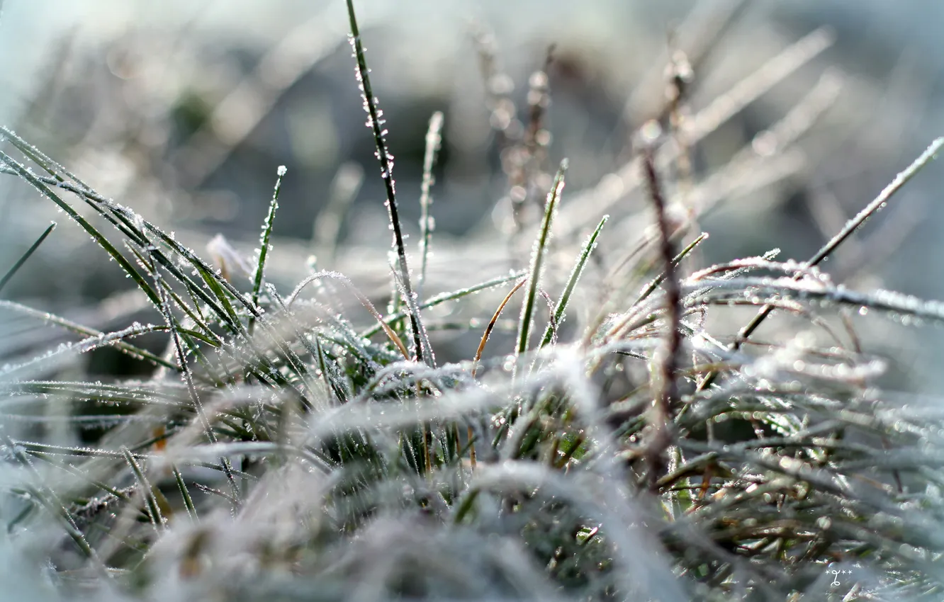 Photo wallpaper cold, frost, grass
