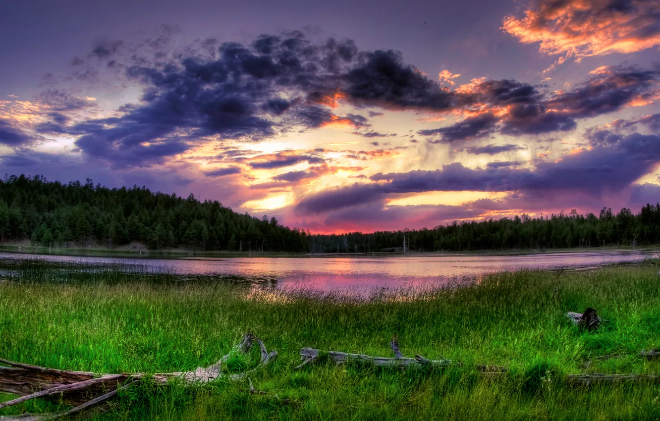 Photo wallpaper forest, the sky, grass, clouds, lake, morning