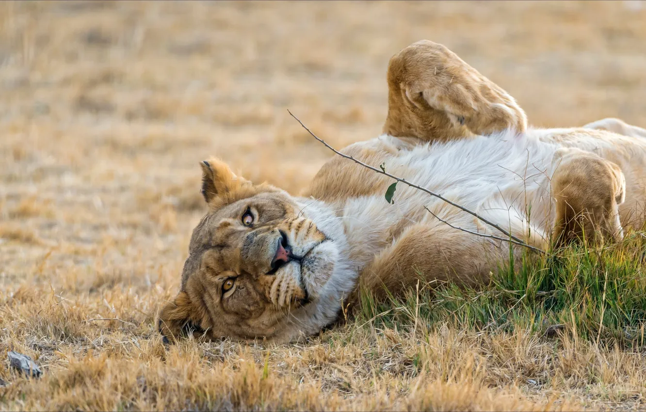 Photo wallpaper animals, relax, lioness
