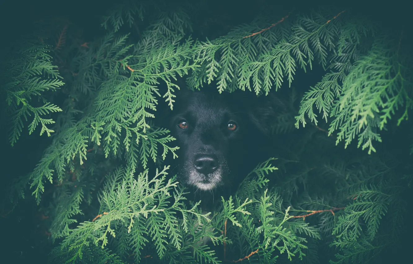 Photo wallpaper green, Predator, nature, animal, wolf, canis lupus, wildlife, Black Wolf