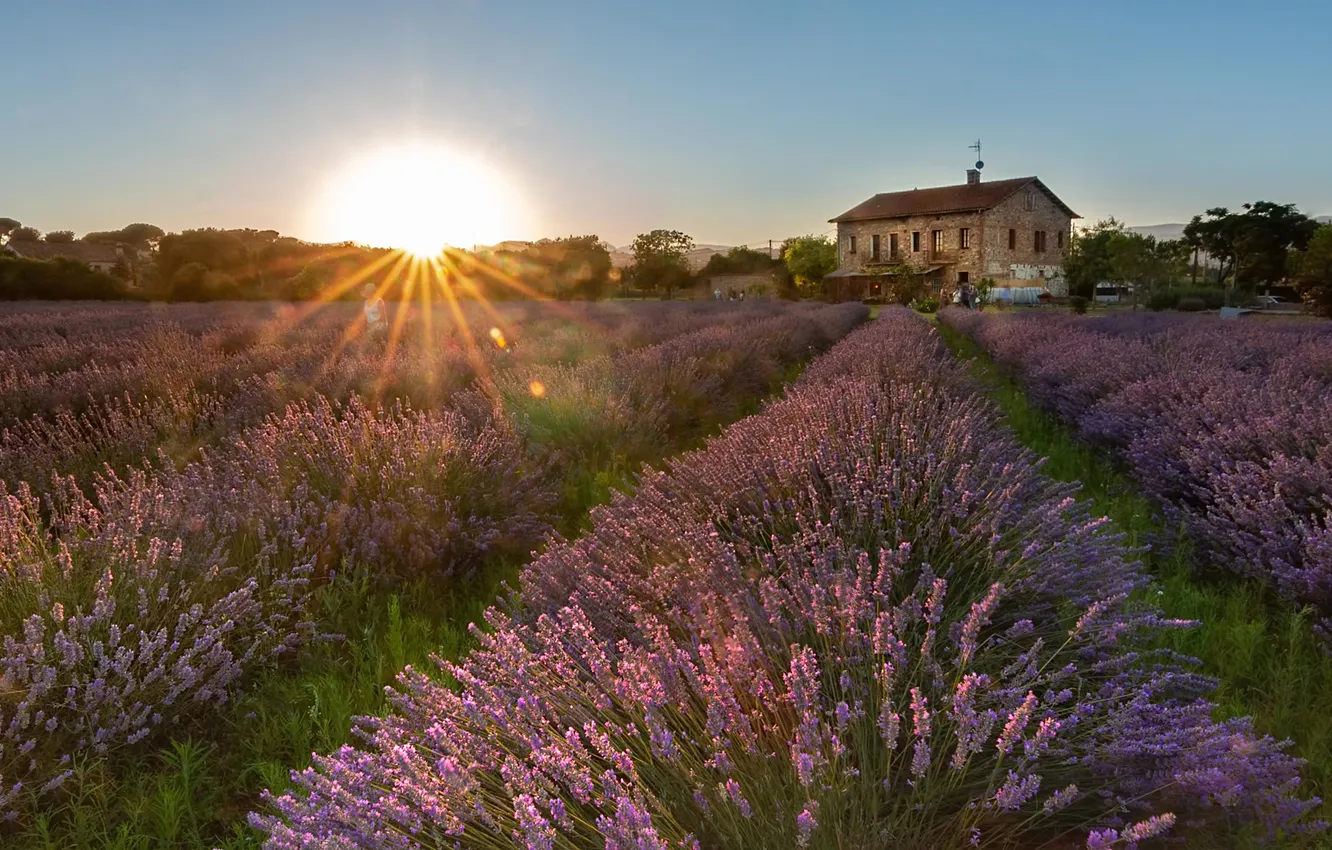 Photo wallpaper the sky, the sun, rays, light, flowers, home, morning, lavender