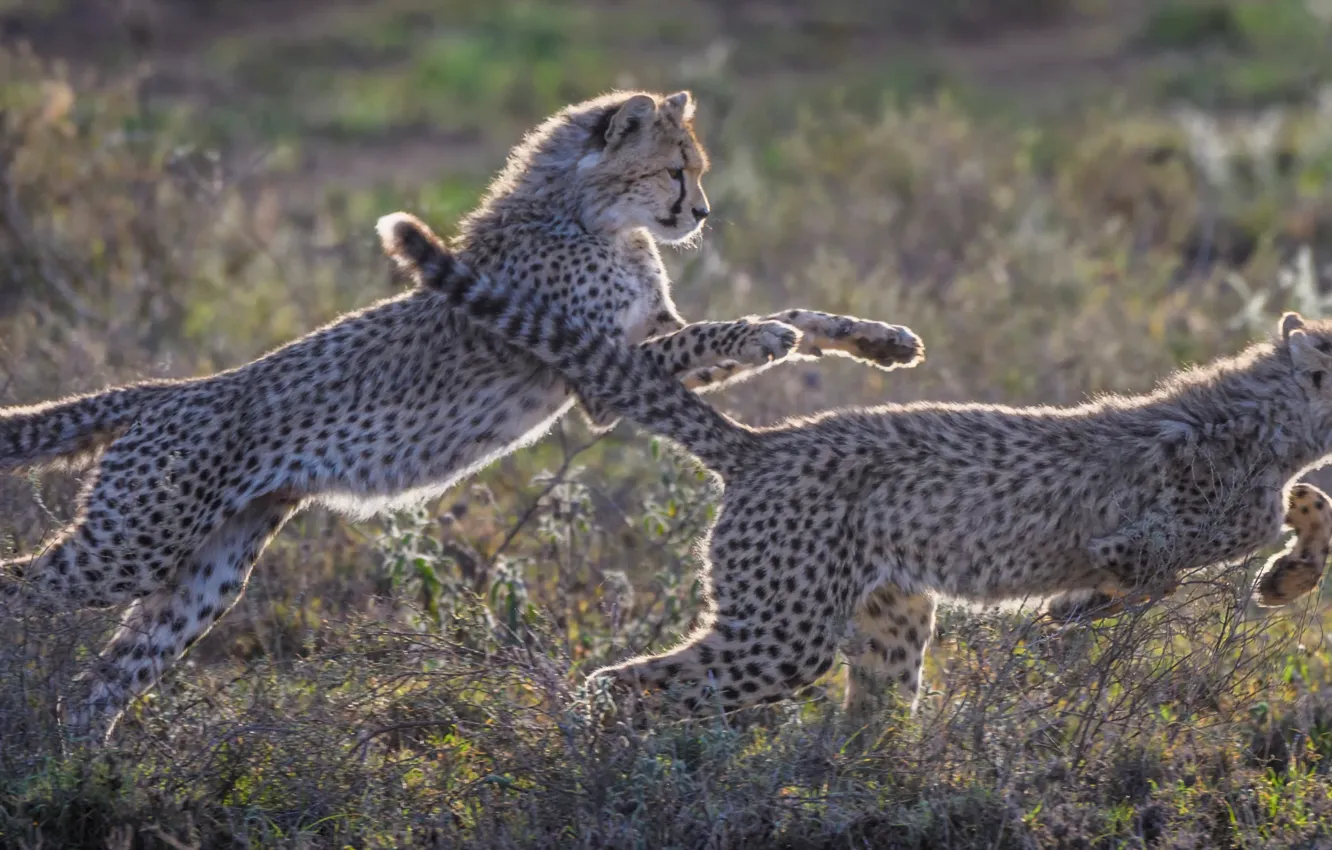 Photo wallpaper nature, the game, Cheetah, kitty