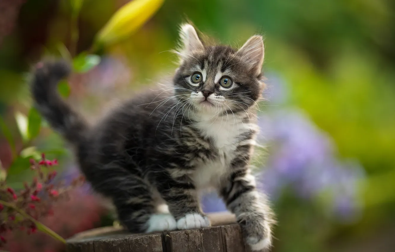 Photo wallpaper kitty, deck, Yuriy Korotun