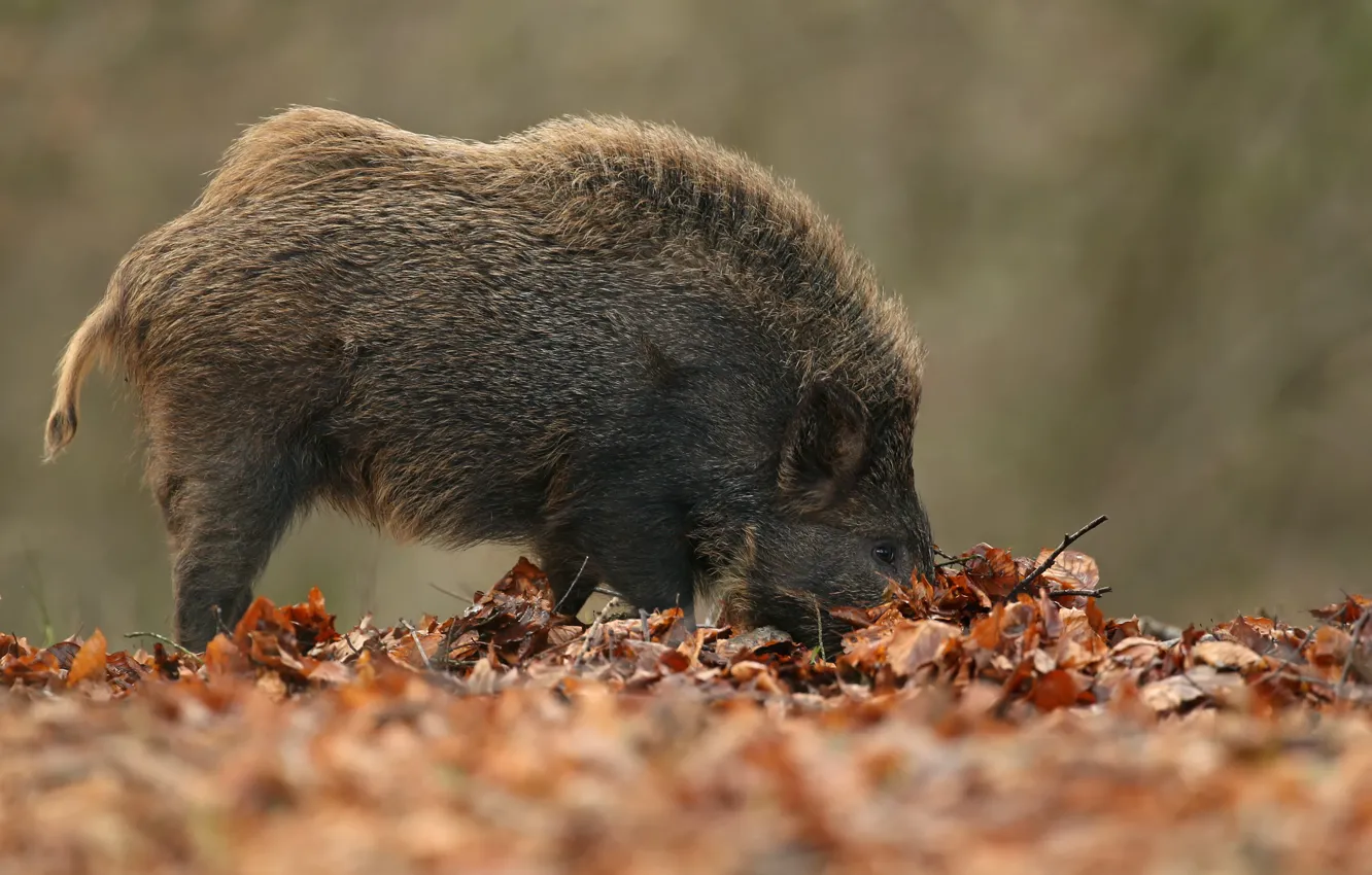 Photo wallpaper autumn, nature, boar