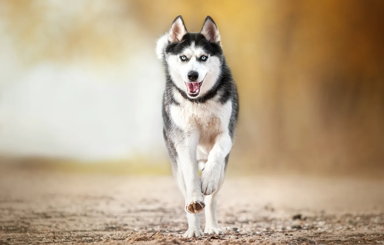 Photo wallpaper dog, walk, bokeh, Husky