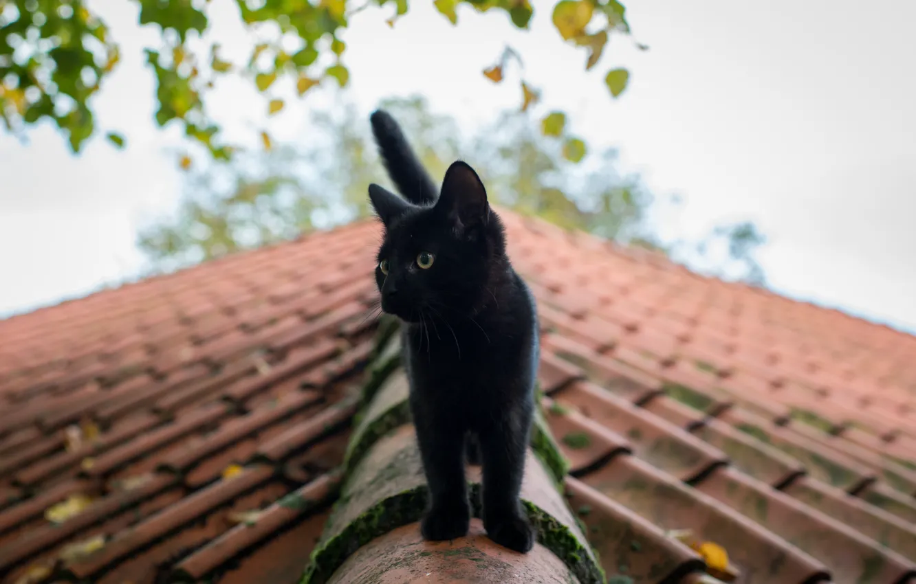 Photo wallpaper roof, cat, summer, eyes, black