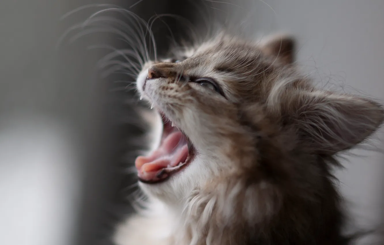 Photo wallpaper cat, mustache, macro, kitty, mouth, profile, yawns, Daisy