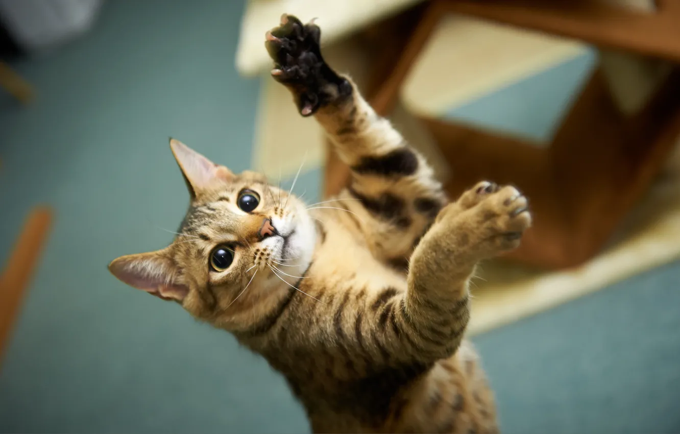 Photo wallpaper cat, paws, claws, kitty, plays