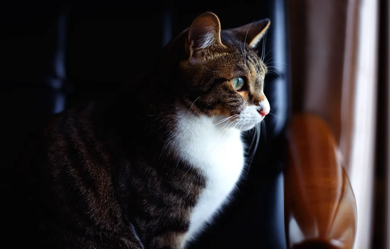 Photo wallpaper cat, cat, look, light, grey, background, sofa, dark