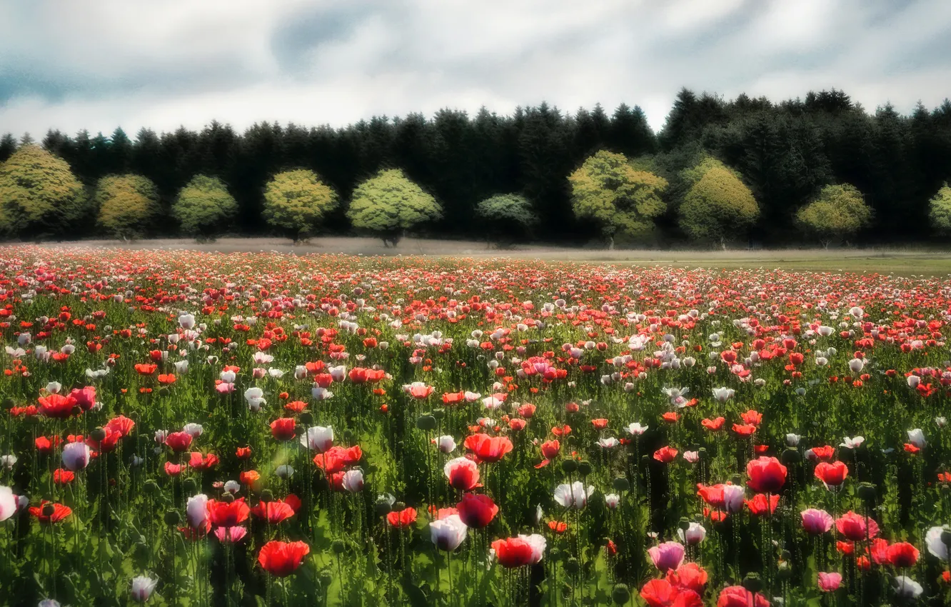 Photo wallpaper forest, summer, the sky, clouds, trees, flowers, red, Maki