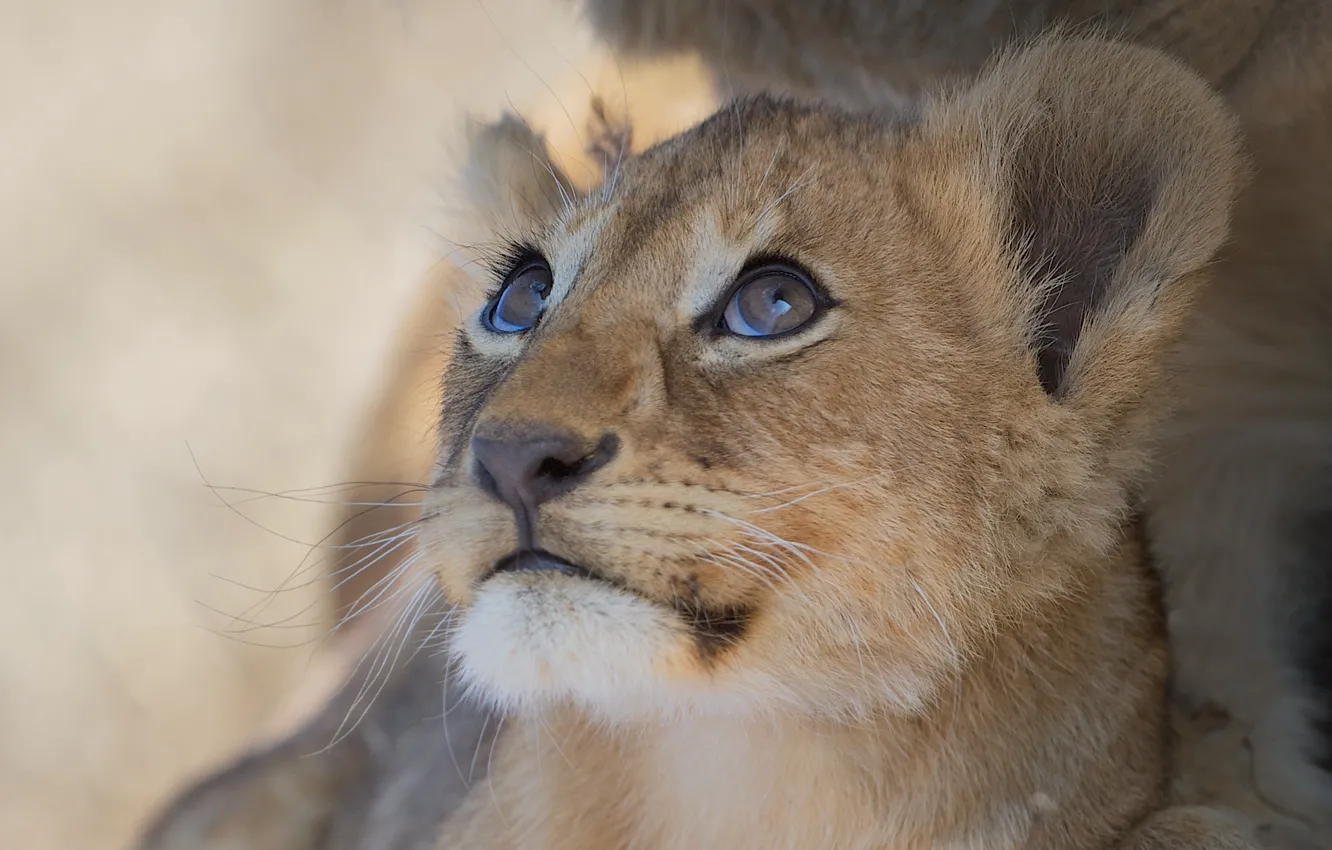 Photo wallpaper nature, Leo, beast