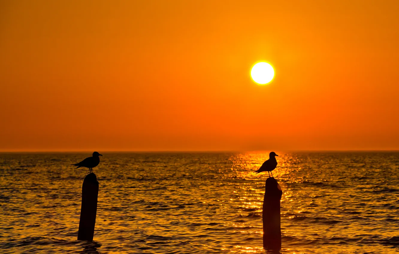 Photo wallpaper sea, the sky, the sun, sunset, bird, Seagull