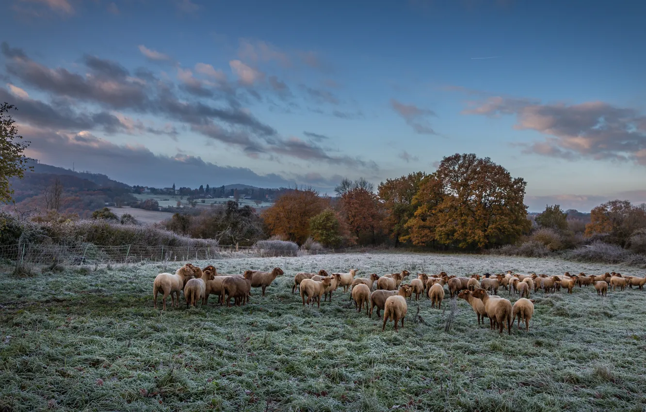 Photo wallpaper frost, field, autumn, the sky, clouds, trees, landscape, nature