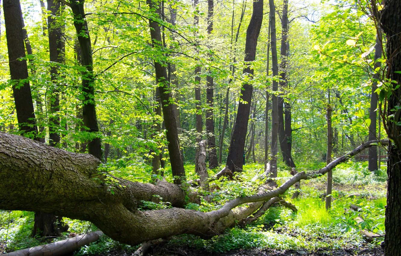 Tree Park Spring Wallpaper forest, trees, park, spring for mobile and desktop, section ...