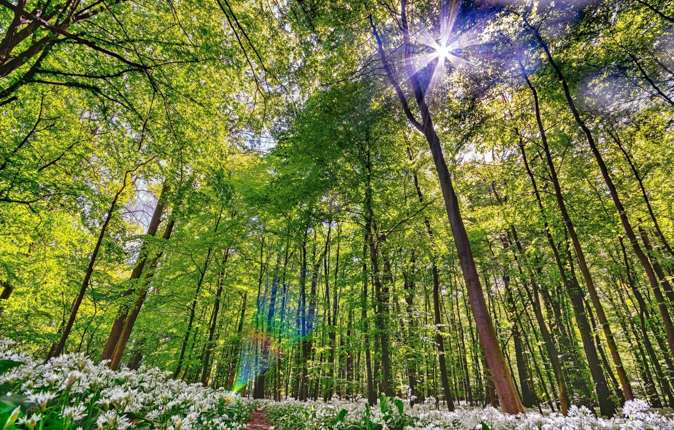 Photo wallpaper Greens, Nature, Spring, Forest