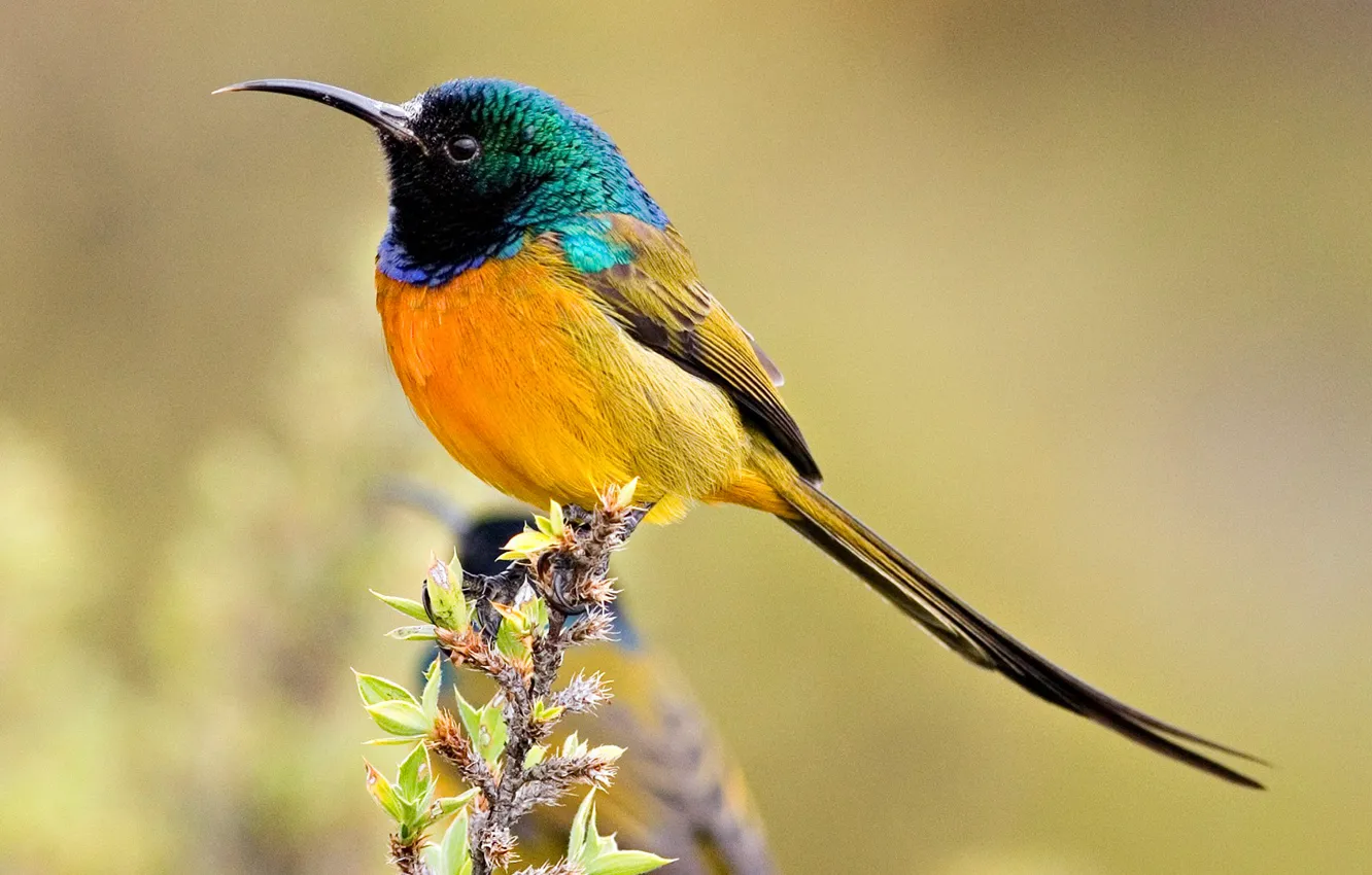 Photo wallpaper bird, color, branch, beak, tail