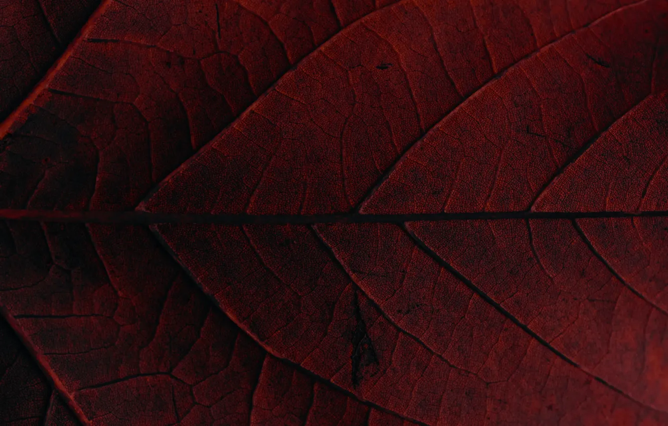 Photo wallpaper red, macro, leaf