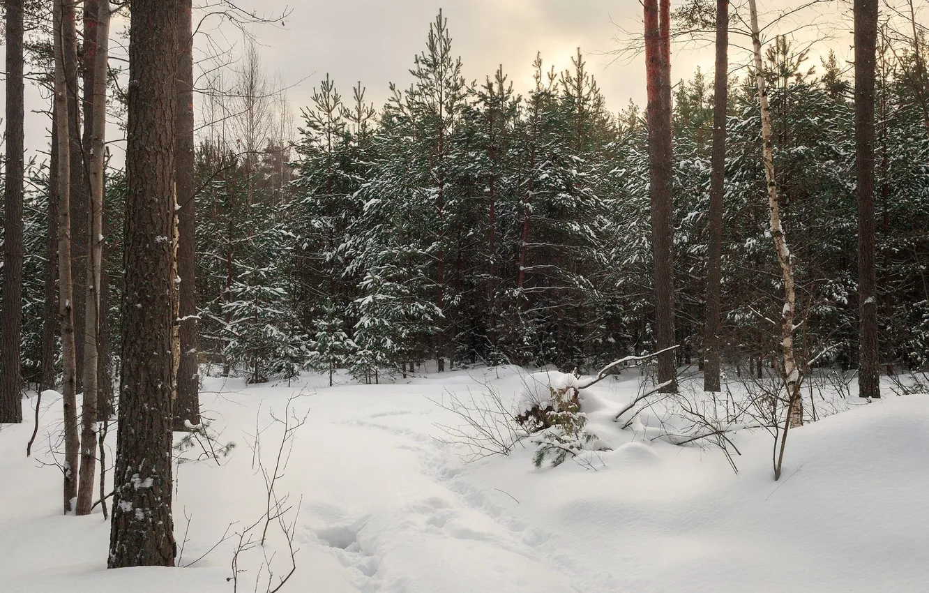 Photo wallpaper forest, snow, Tver oblast, Roman Toropov