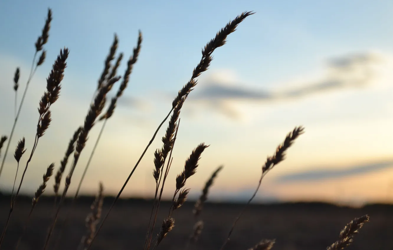 Photo wallpaper field, the sky, macro, landscape, sunset, nature, beauty, spring