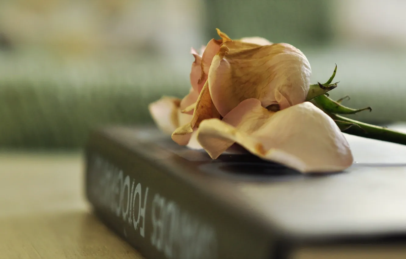 Photo wallpaper background, roses, book