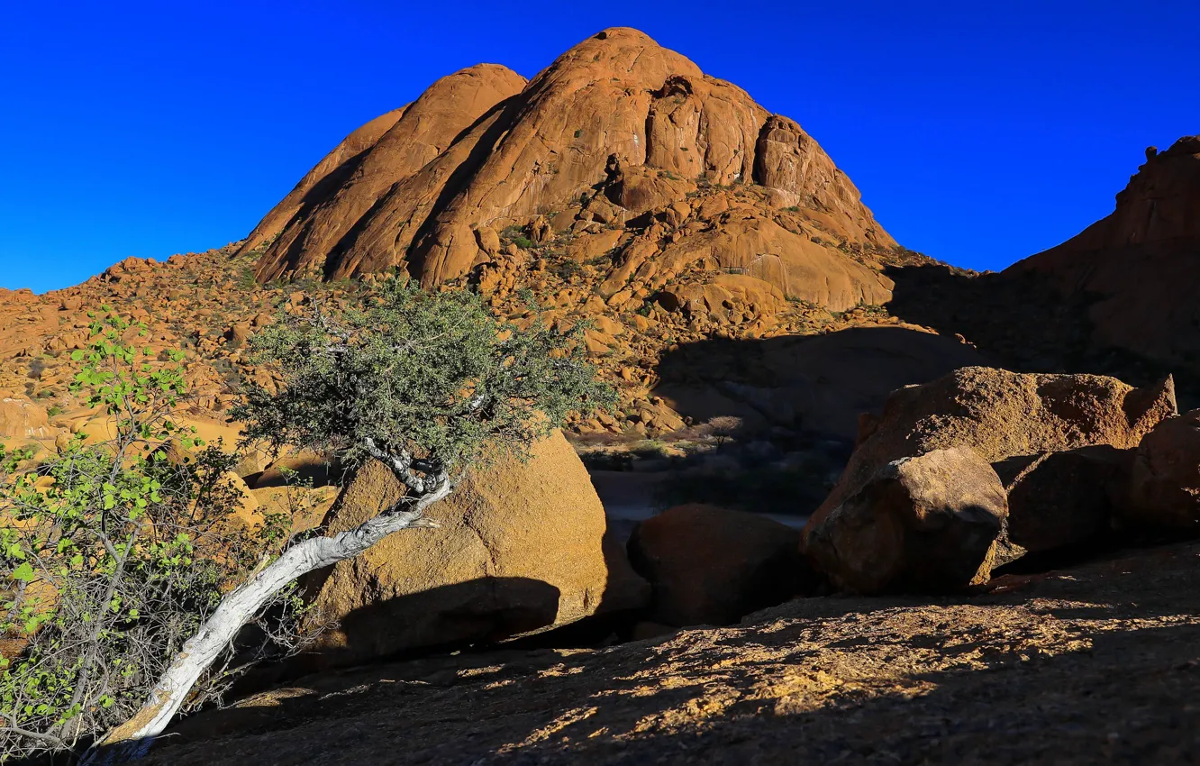 Photo wallpaper tree, Namibia, Spitzkoppe