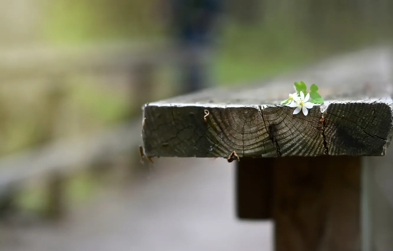 Photo wallpaper flower, background, bench