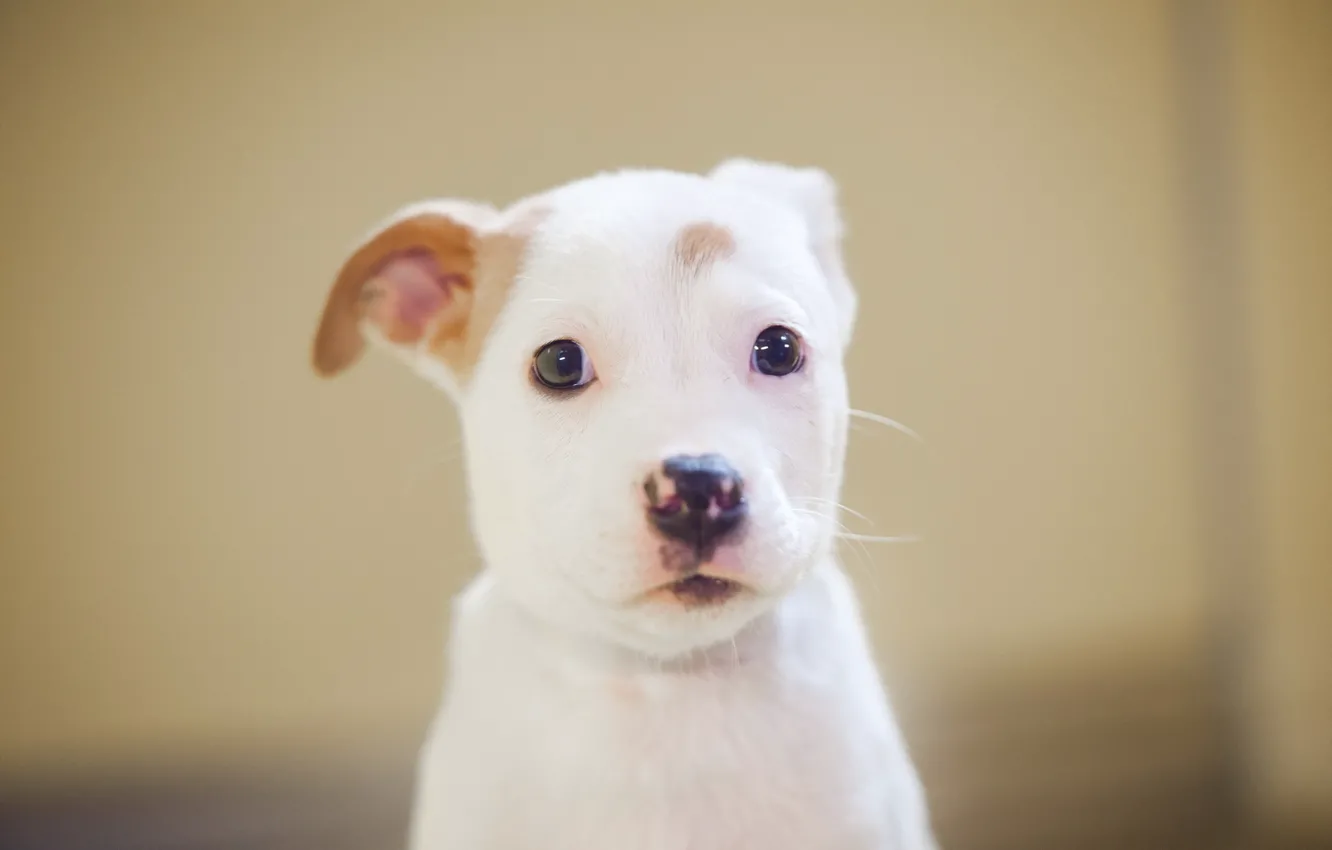 Photo wallpaper look, each, dog