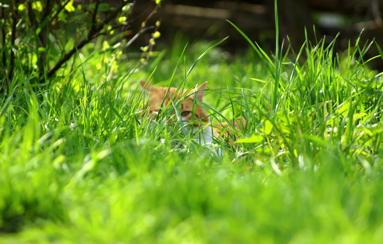Photo wallpaper grass, cat, nature, spring, secrets