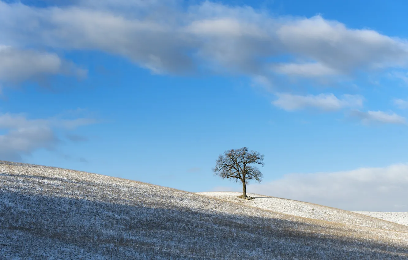 Photo wallpaper winter, the sky, tree, morning