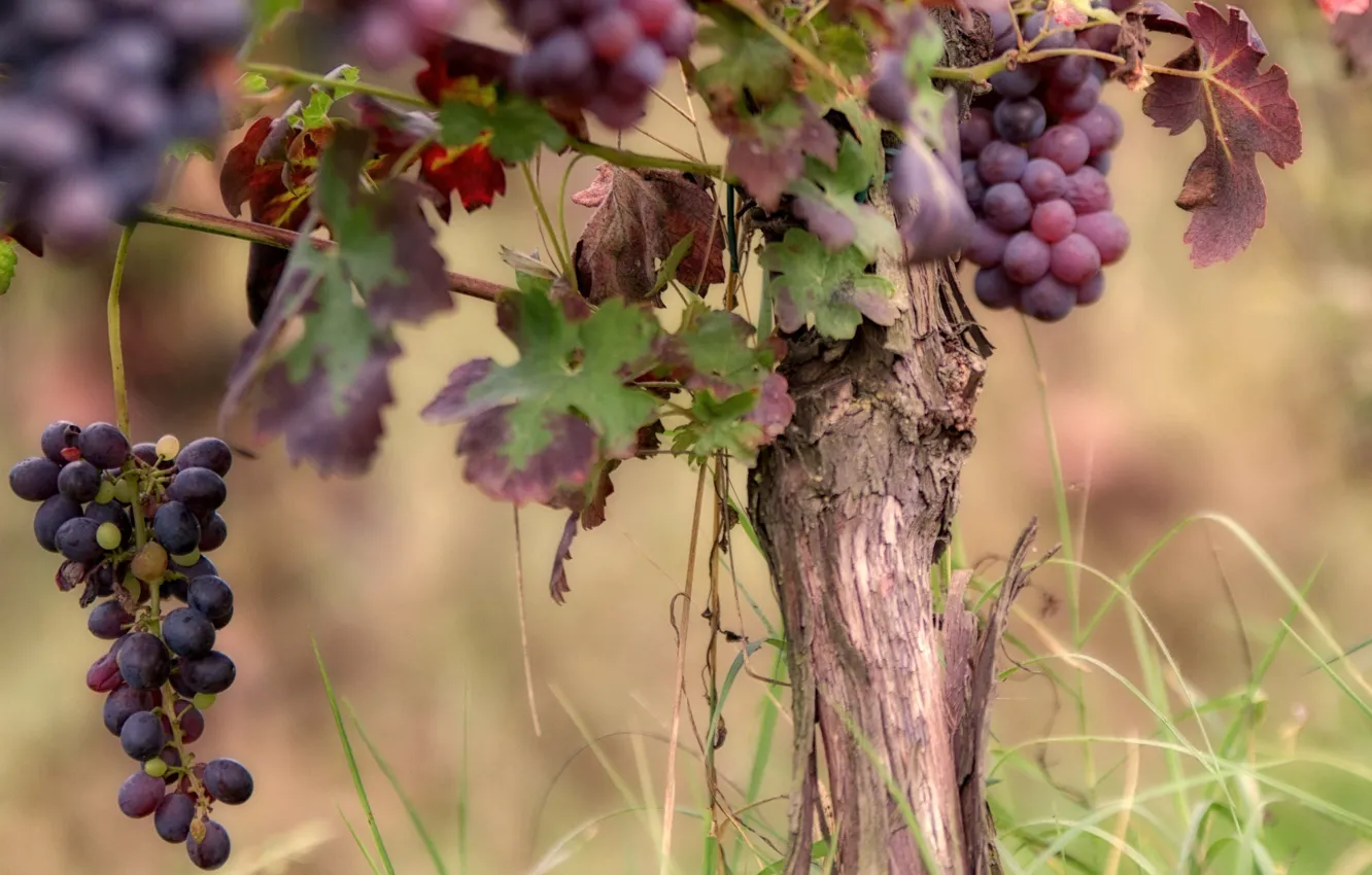 Photo wallpaper nature, background, grapes