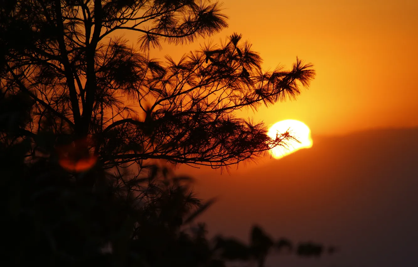 Photo wallpaper the sun, trees, sunset, mountains