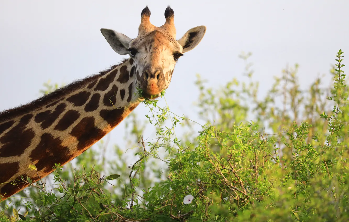 Photo wallpaper look, face, giraffe, the bushes, neck