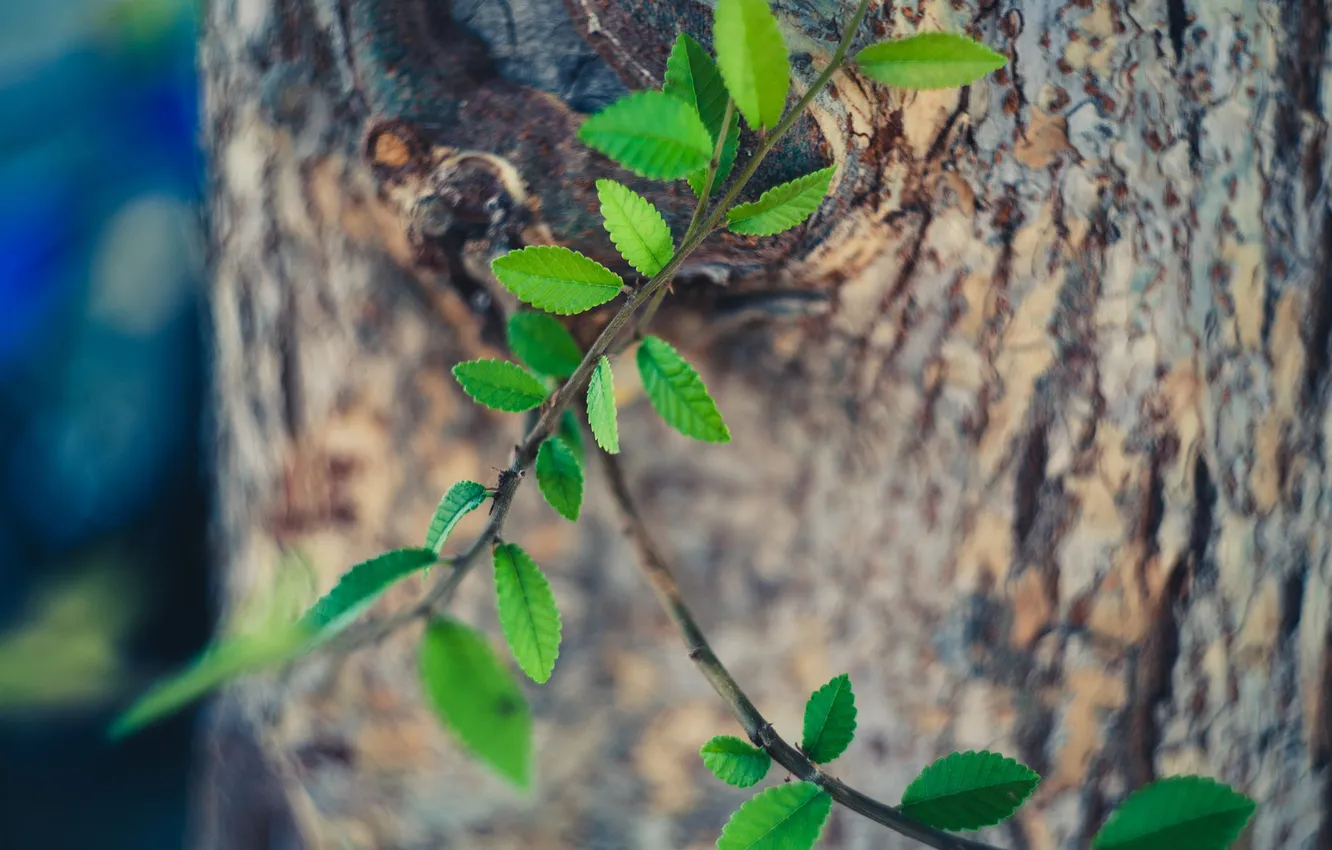 Photo wallpaper leaves, tree, branch