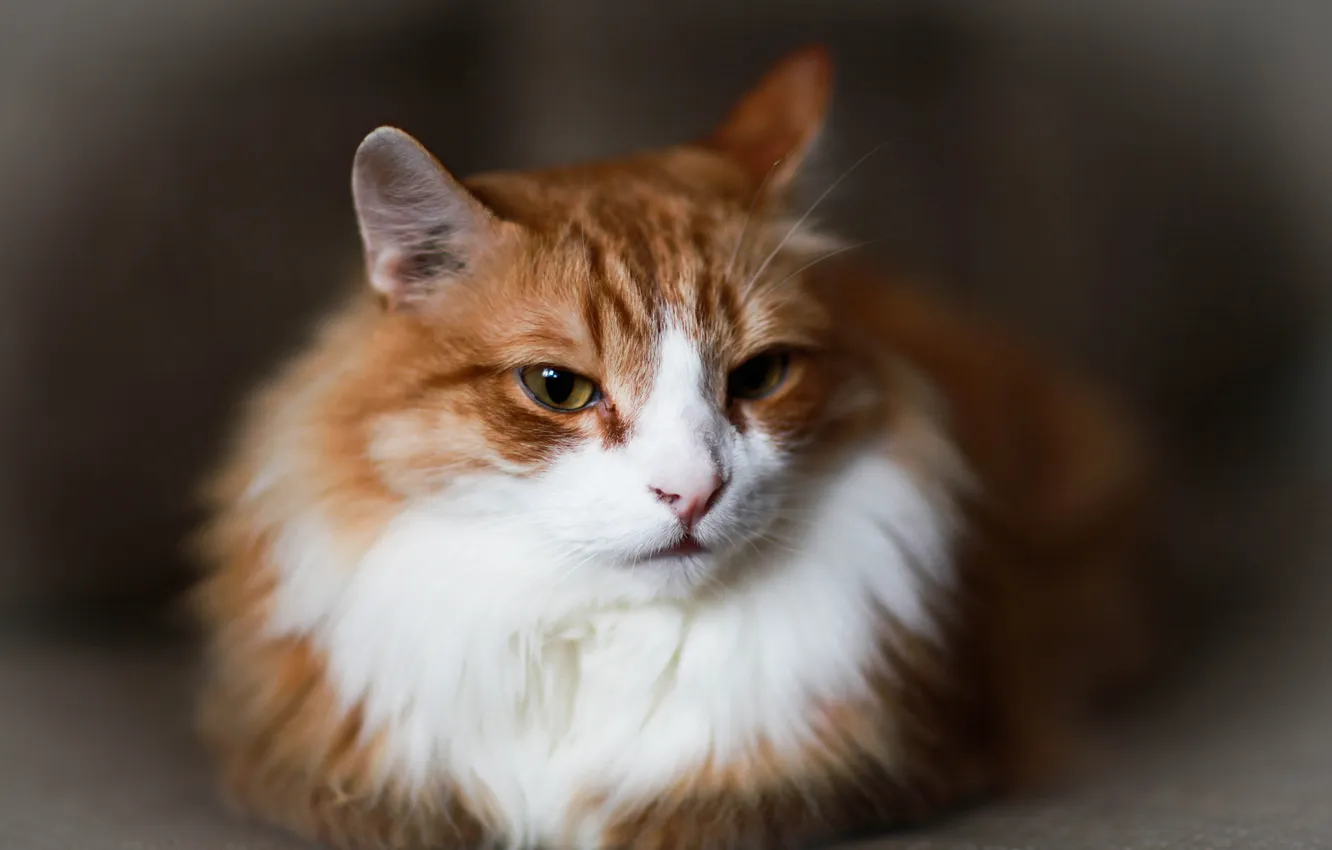 Photo wallpaper cat, lies, red, looks
