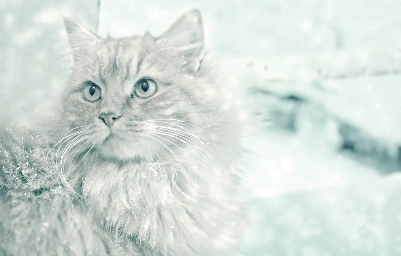 Photo wallpaper cat, mustache, look, snow