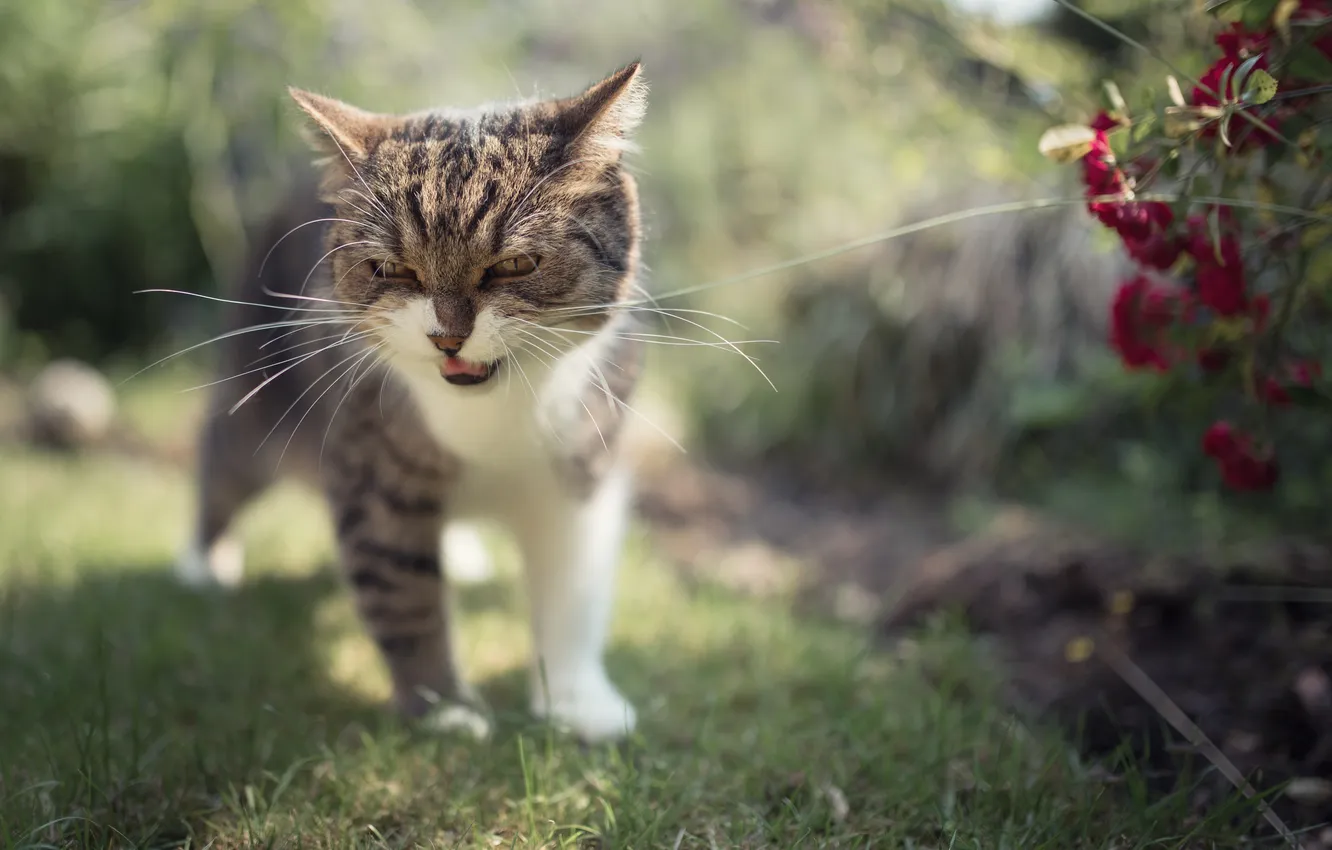 Photo wallpaper cat, look, background