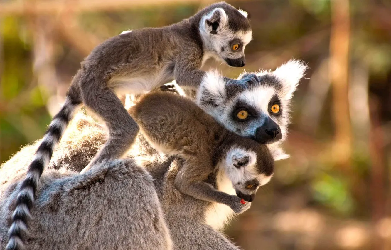 Photo wallpaper Madagascar, lemur, mammal