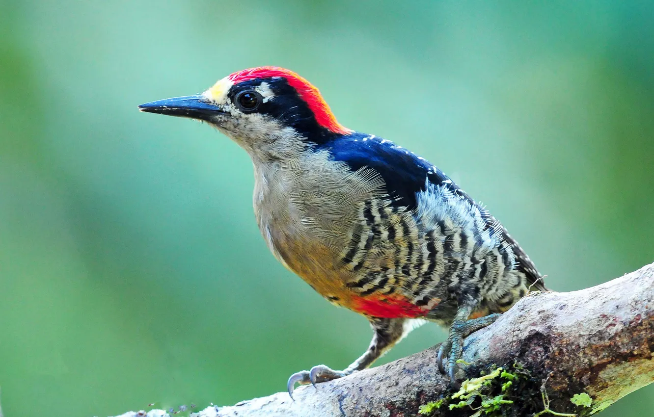 Photo wallpaper bird, color, branch, feathers, beak, woodpecker