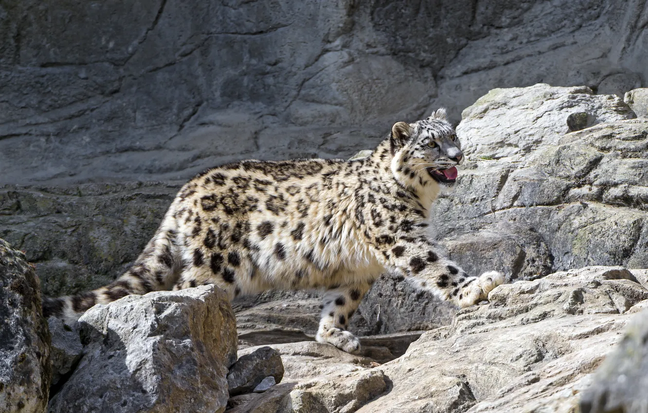 Photo wallpaper cat, stones, IRBIS, snow leopard, ©Tambako The Jaguar