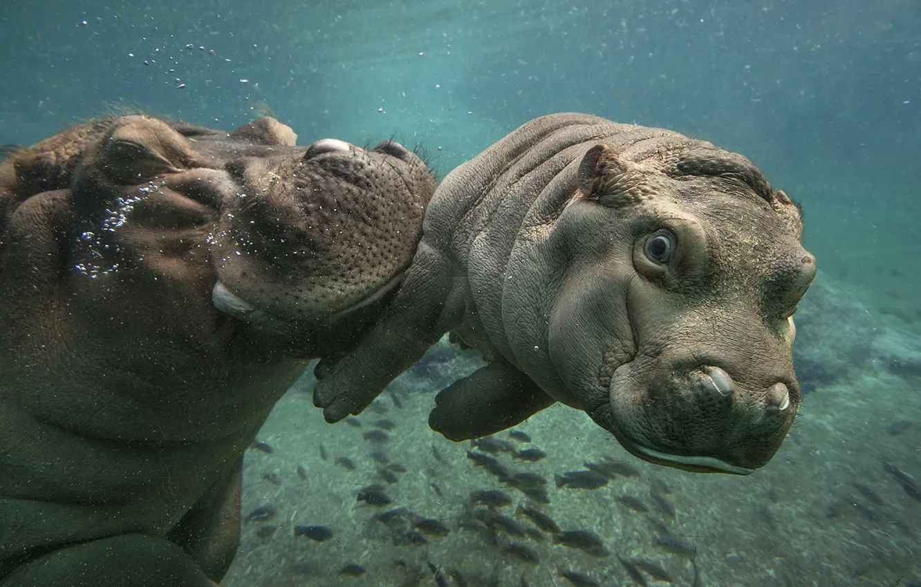 Photo wallpaper water, nature, hippos