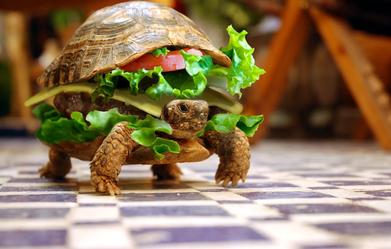 Photo wallpaper animals, turtle, humor, sandwich, vegetables