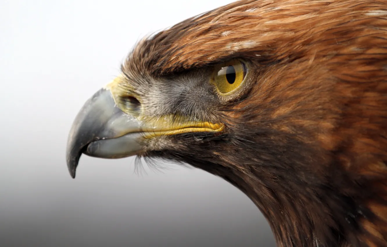 Photo wallpaper look, bird, predator, head, beak, Golden eagle, Golden Eagle