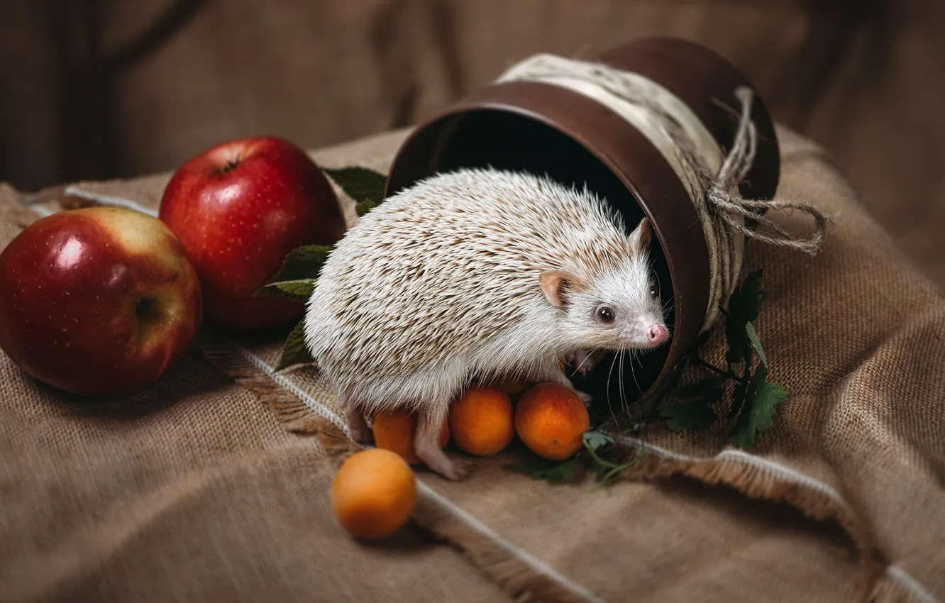 Photo wallpaper greens, white, look, needles, background, apples, rope, fabric