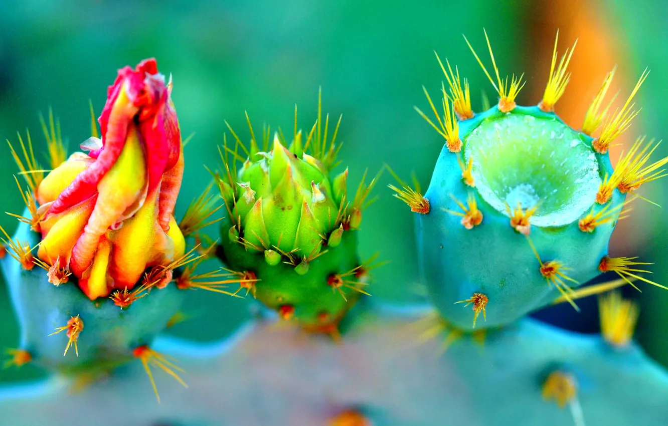 Photo wallpaper flowers, nature, plant, petals, cactus