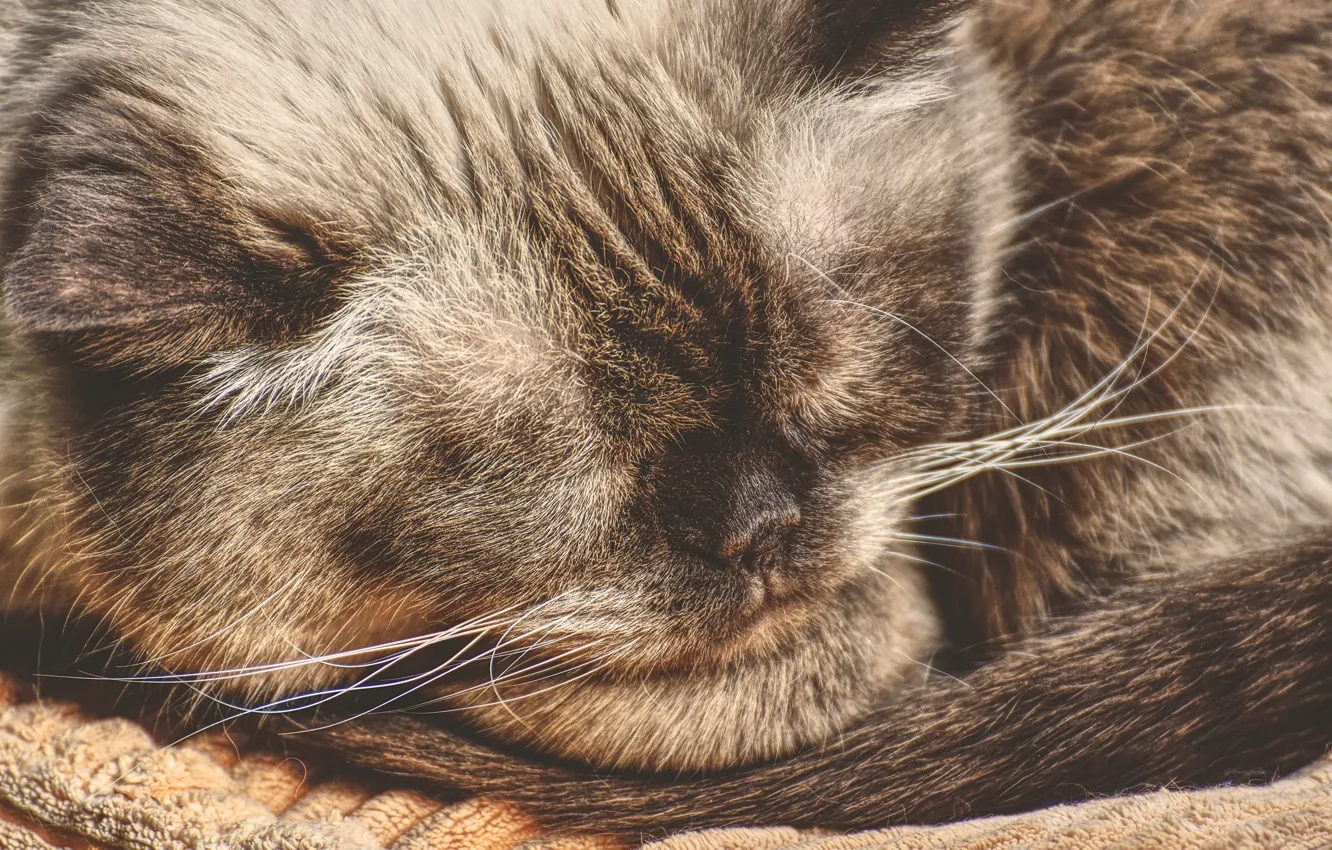Photo wallpaper cat, cat, face, close-up, sleep, sleeping, Siamese, Siamese